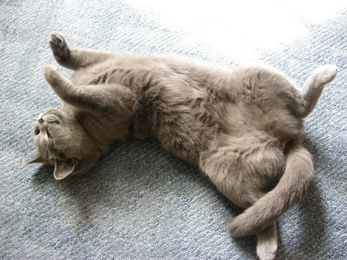 Если кошка лежит на животе с вытянутыми задними лапами | my darling cats
