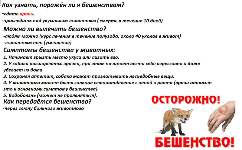 8 причин, почему собака грызет свой хвост до крови: что делать и как лечить - kotiko.ru