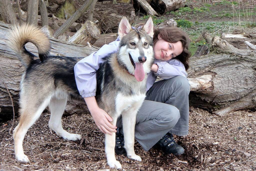 Лютоволки старков: обзор северной инуитской собаки
