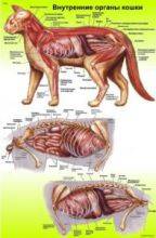 Анатомия кошки: узнайте все о строении организка кошек