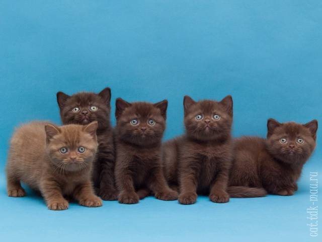 Британец шоколадный: окрас, фото котов