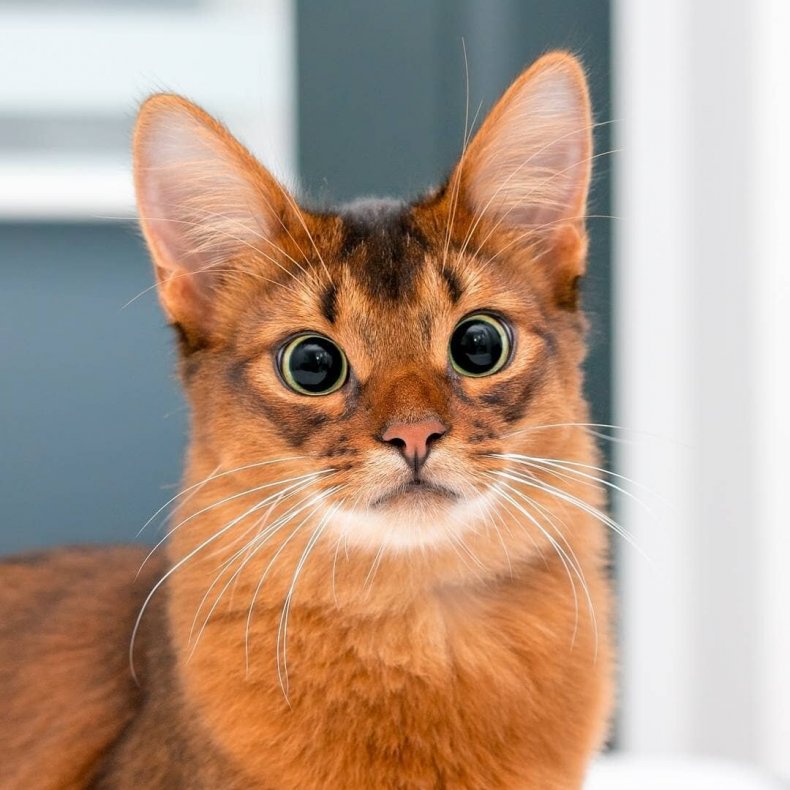 Сомалийская кошка (сомали) — описание породы кошек
