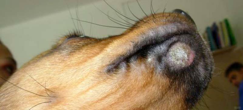 Заболевания кожи (дерматомикозы) у собак. – ветеринарные клиники ушихвост, полный спектр услуг для животных.