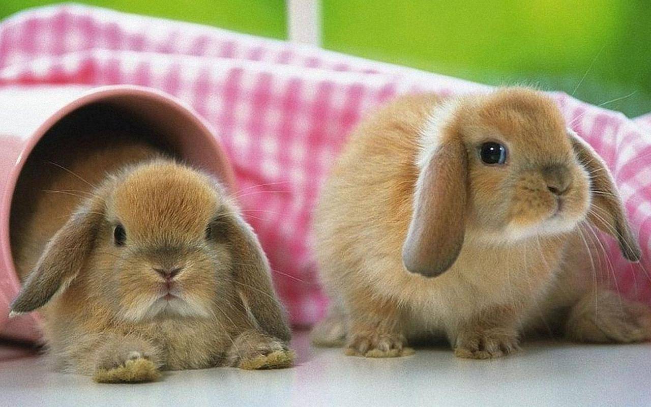 Самые маленькие кролики