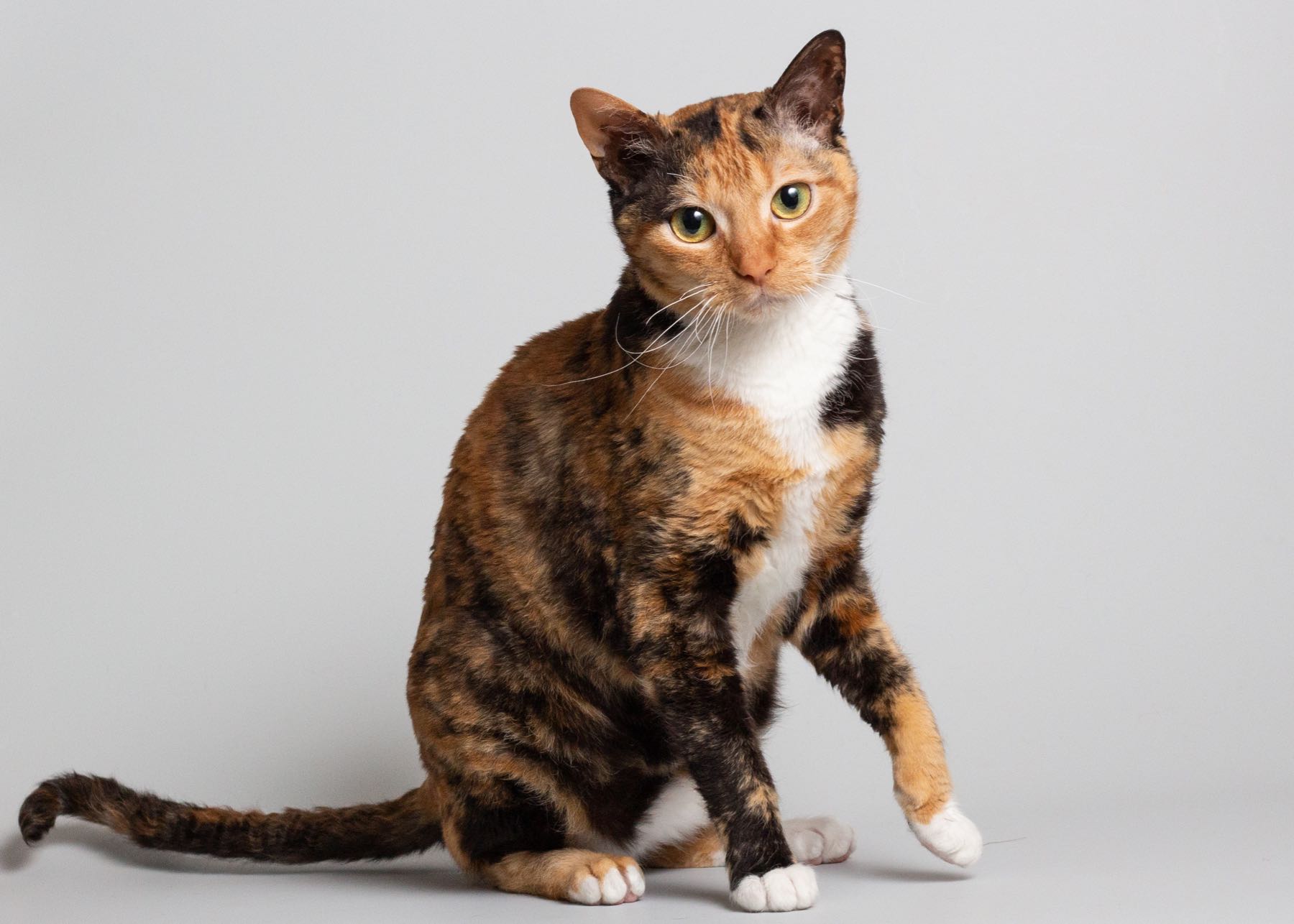 Кошка немецкий рекс - описание породы, фото, отзывы, характер