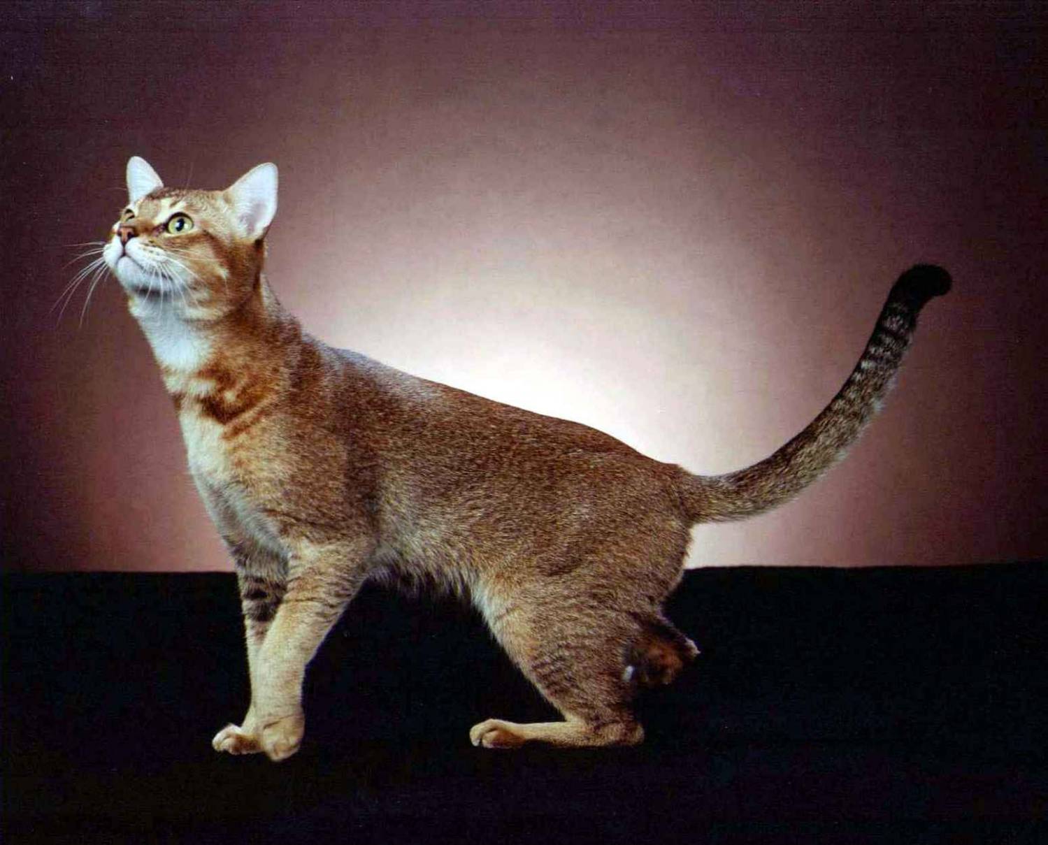 Цейлонская кошка: описание породы с фото — pet-mir.ru