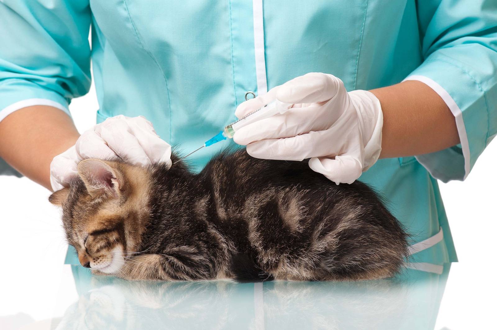 Реакция на прививку от бешенства у кошек