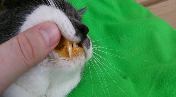 Липидоз печени у кошек: симптомы, диагностика и лечение