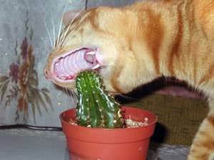 Что делать если кошка ест цветы | кот и кошка
