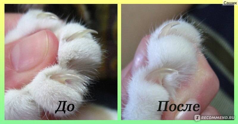 Как подстригать волосы в ушах у котенка