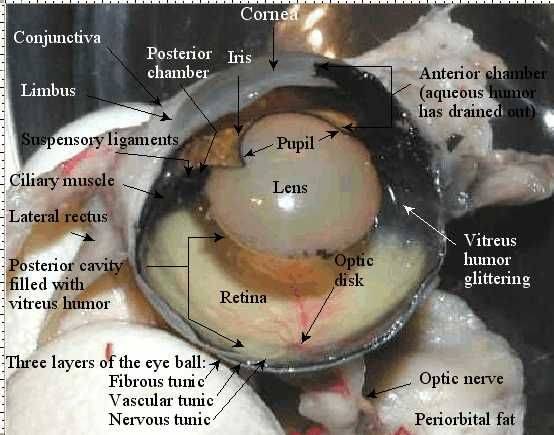 Строение глаза у кошки схема