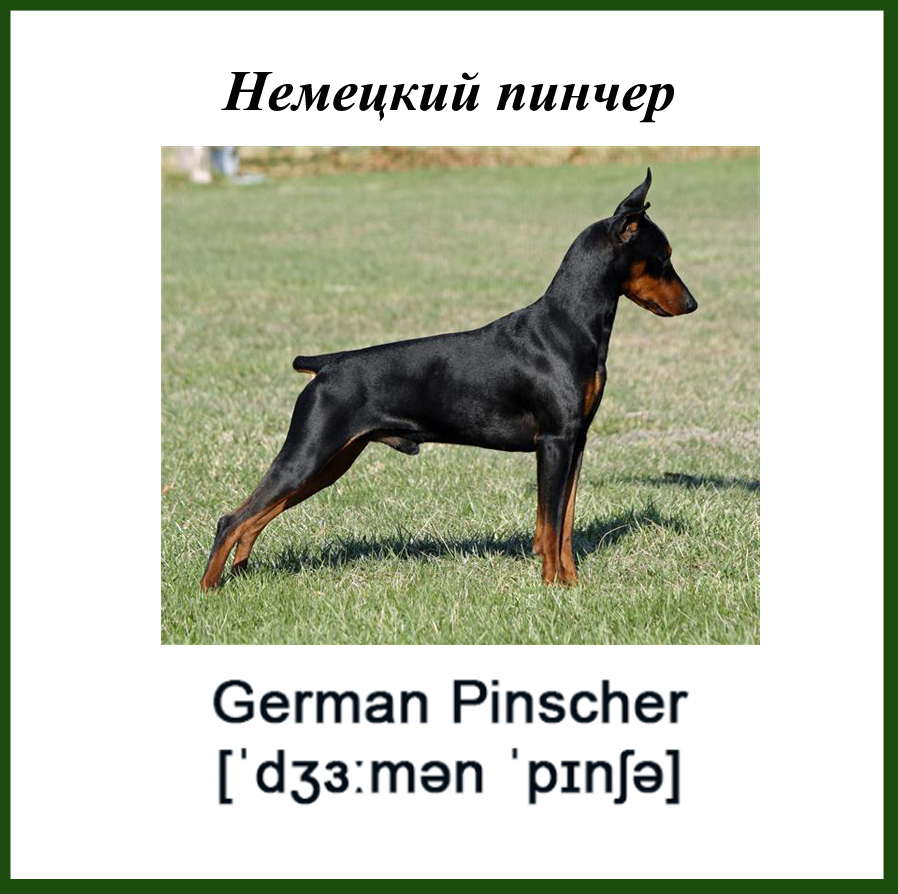 Немецкий (стандартный) пинчер: фото, видео, описание породы и её видов