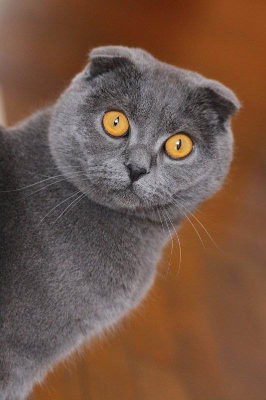 Шотландская вислоухая кошка - описание, характер и уход за породой