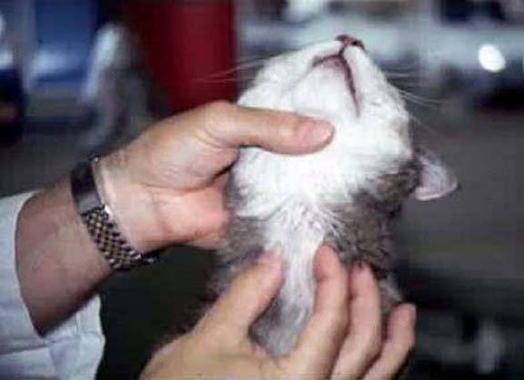 Лабораторные методы диагностики у кошек при гипертиреозе