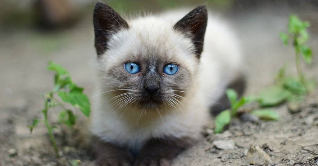 Сиамская кошка: описание породы и характера, правила ухода, содержания, воспитания и кормления