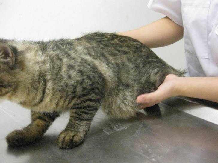Асцит у кошек: симптомы, лечение
асцит у кошек: симптомы, лечение