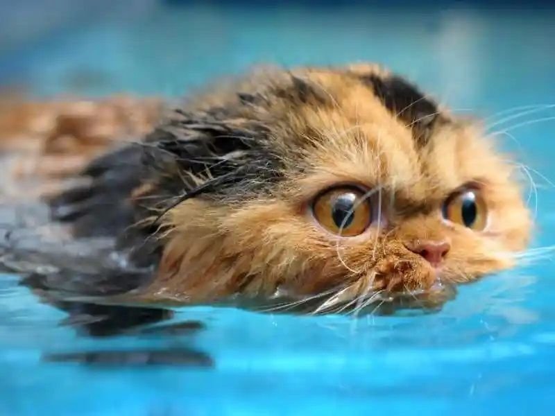 Почему кошки боятся воды а собаки и тигры нет легенда не из сайта википедия и коротко, ответы на вопросы