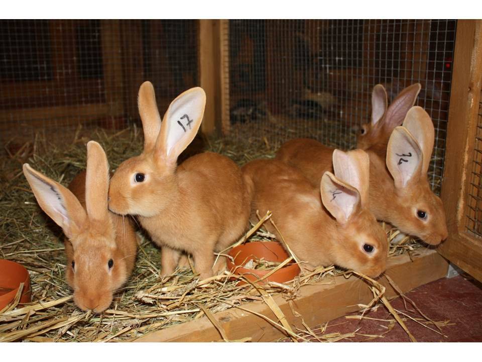 Бургундские кролики: характерные признаки и стандарт породы, критерии выбора, условия и особенности содержания и размножения, рацион