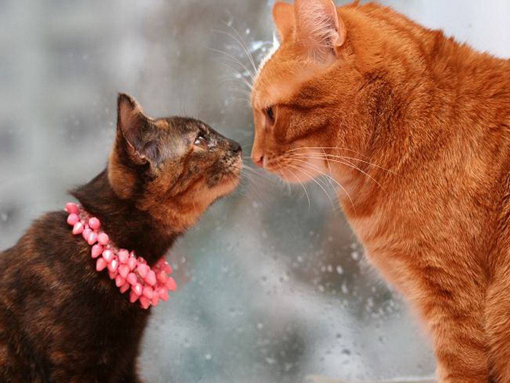 Неприятный запах от кошки: причины и методы устранения