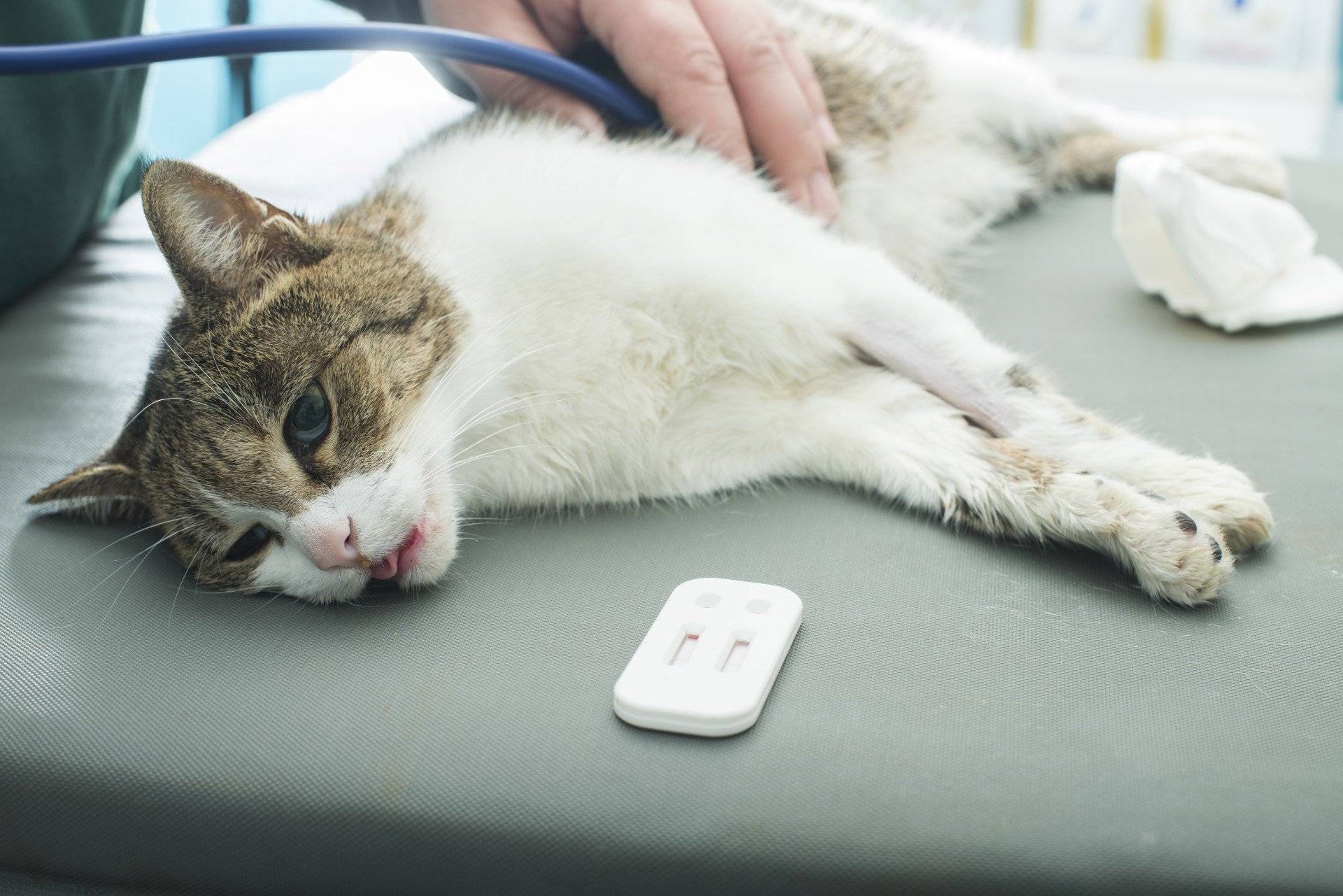 Вирусные заболевания кишечника у кошек