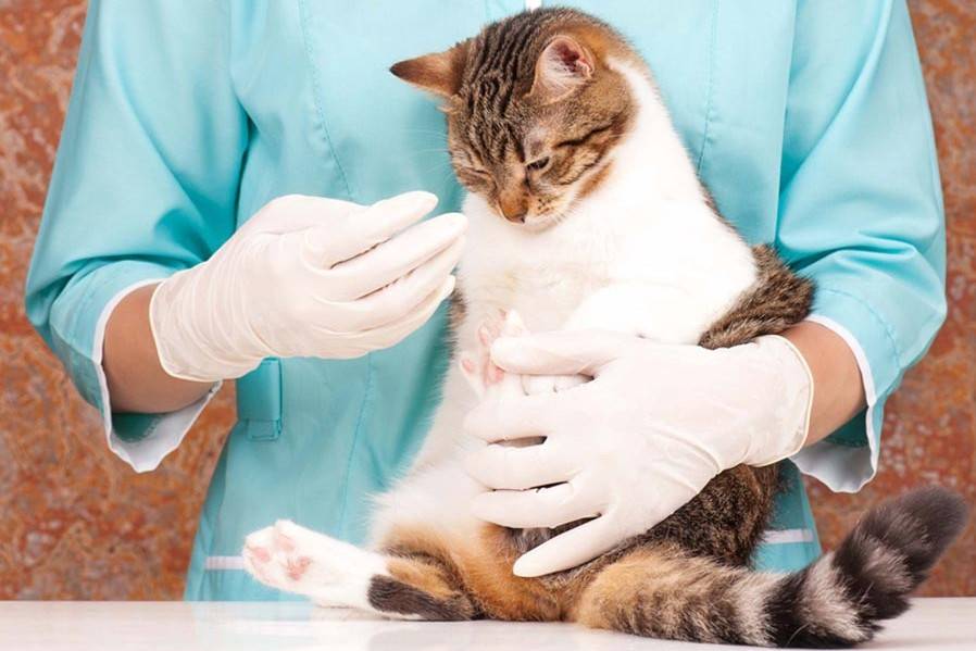 Болезни суставов у кошек: причины, симптомы, лечение