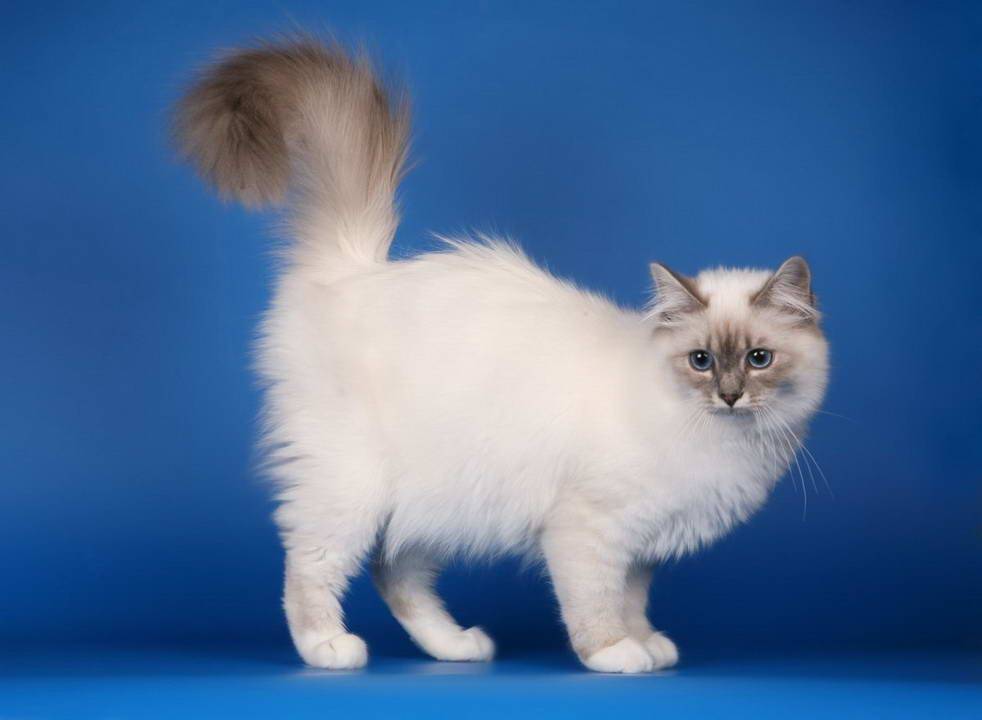 Серо-белые коты: описание внешнего вида и особенности поведения