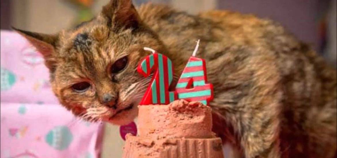 Коты-долгожители с описанием и фото: сколько лет самому старому коту в мире