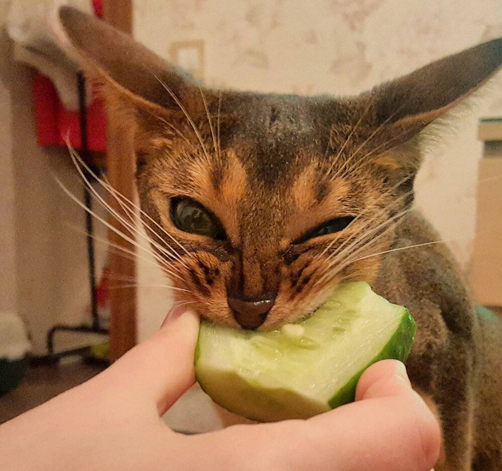 Можно ли давать кошке овощи