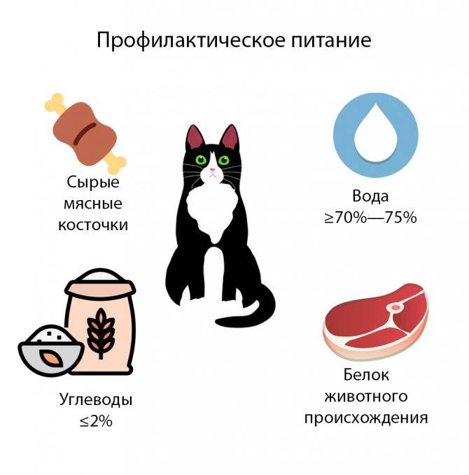 Советы ветеринаров, каким кормом кормить кошку — рейтинг + фото - знать про все