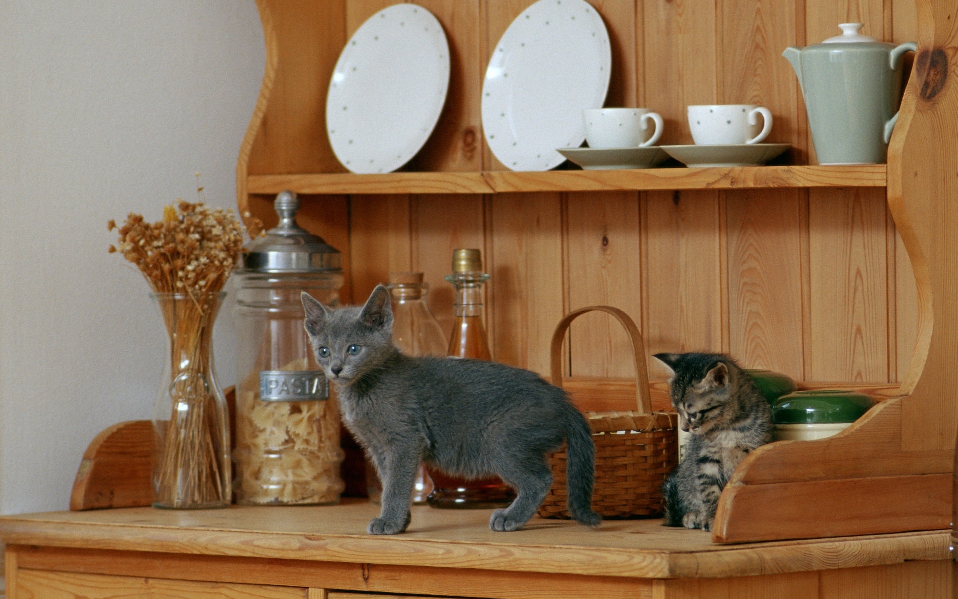 Как отучить кошку лазить по столам: 6 способов