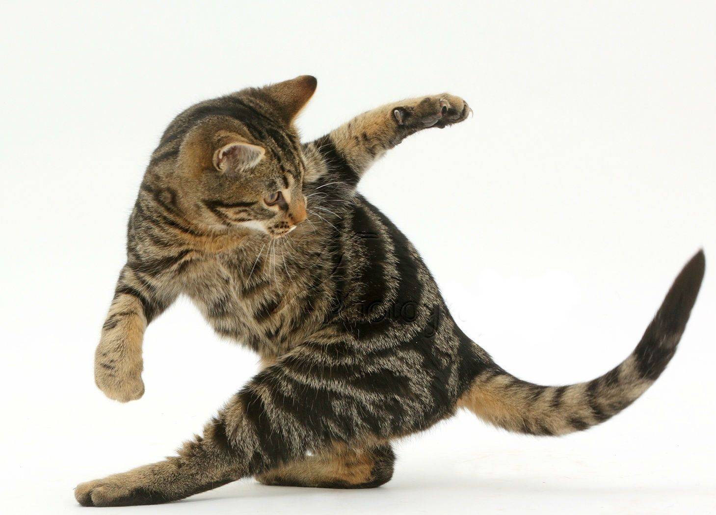 Кот сильно трясет ушами: причины и что делать | кот и кошка