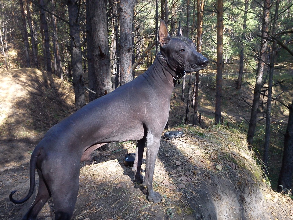 Ксолоитцкуинтли (мексиканская голая собака) — фото, описание, особенности лысой породы