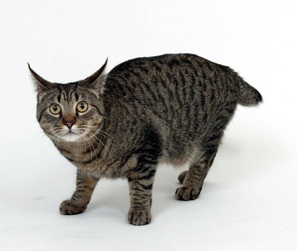 Меконгский бобтейл – кошка с коротким хвостом и сиамским окрасом