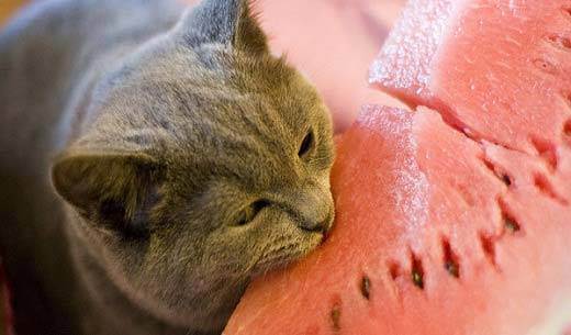 Запоры у кошек - причины, лечение. правильное питание для кошек