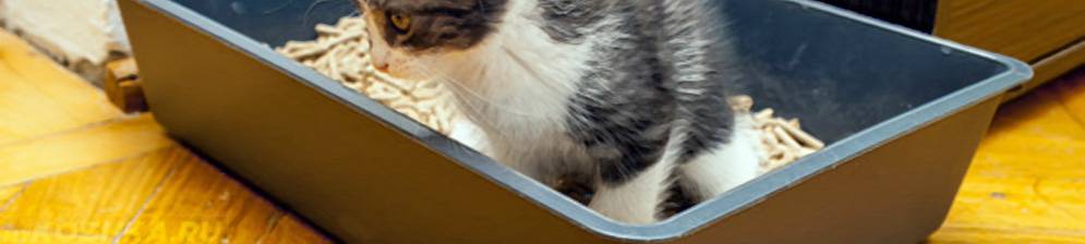 Кровь в моче у кошки: причины и оказание помощи