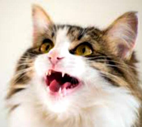Почему кошки мяукают после родов, после еды, во сне, что делать если кошка жалобно мяукает | кошки - кто они?