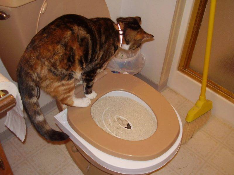 Почему кошка не может пописать и что делать