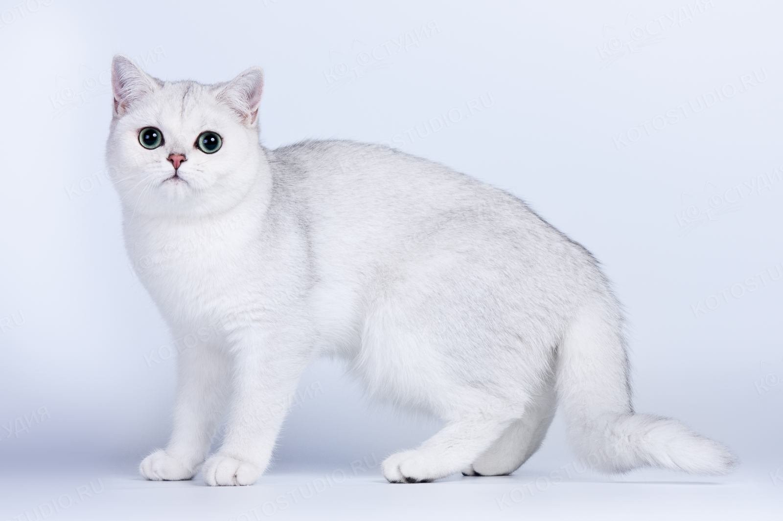 Британская короткошёрстная кошка