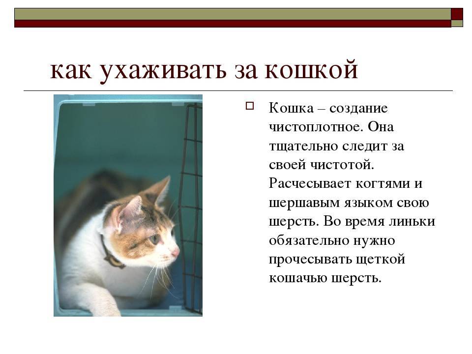 3 правила кошек. Уход за кошкой. Правила ухода за кошкой. Памятка как ухаживать за кошкой. Как ухаживать кошками.