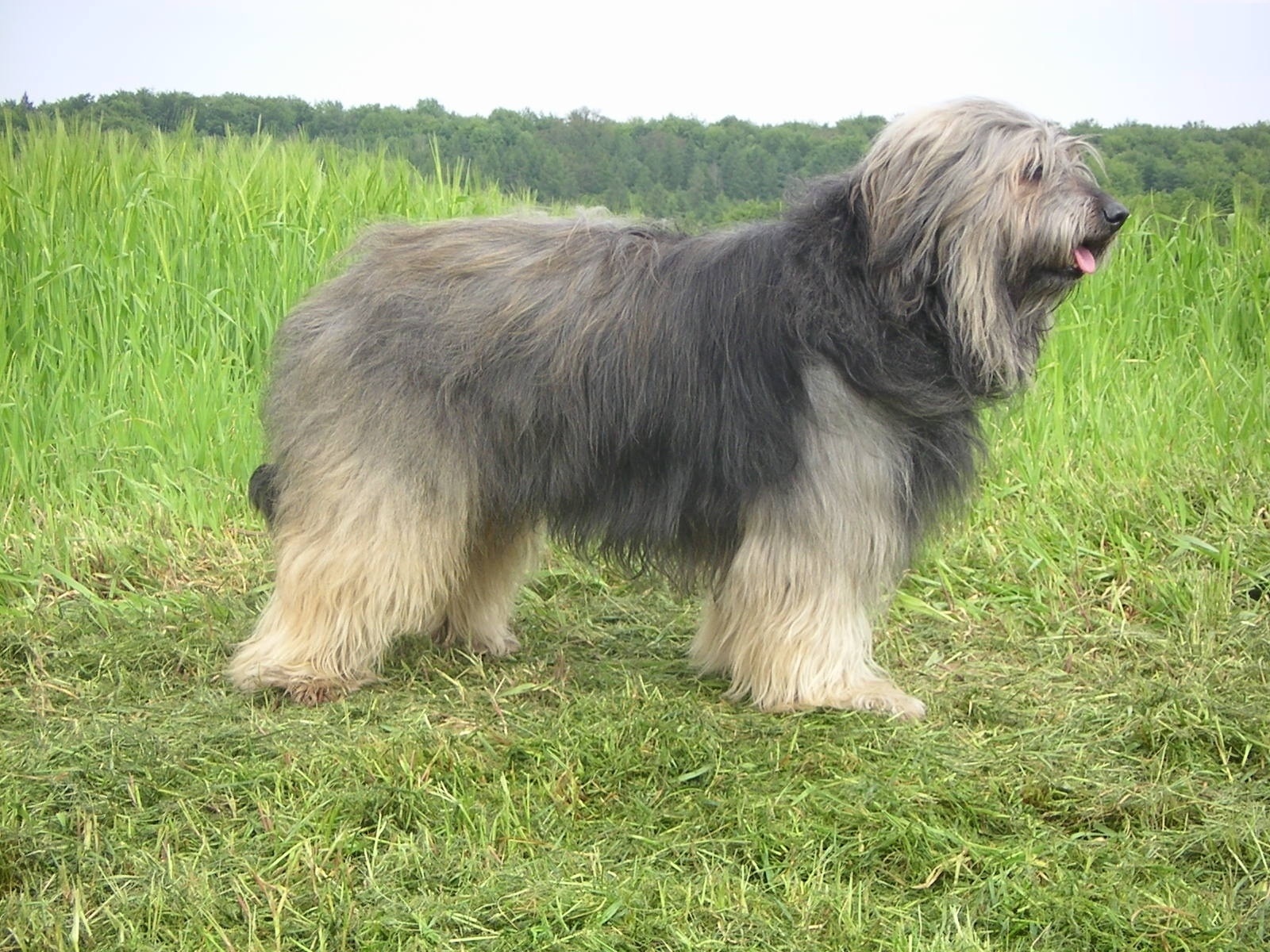 Характеристика породы пиренейская горная собака