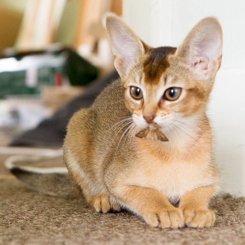 Чаузи Кошка Фото Цена