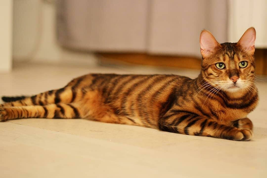 8 лучших пород кошек с тигровым окрасом