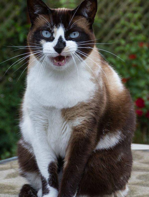 Сноу Шу Кошка Цена