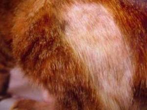 У кота выпадает шерсть и образуются проплешины: почему кошка лысеет?