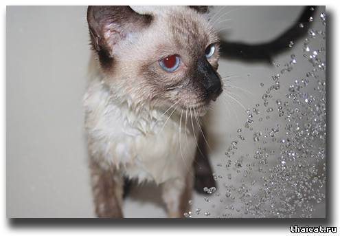 Как искупать кошку, если она боится воды?
