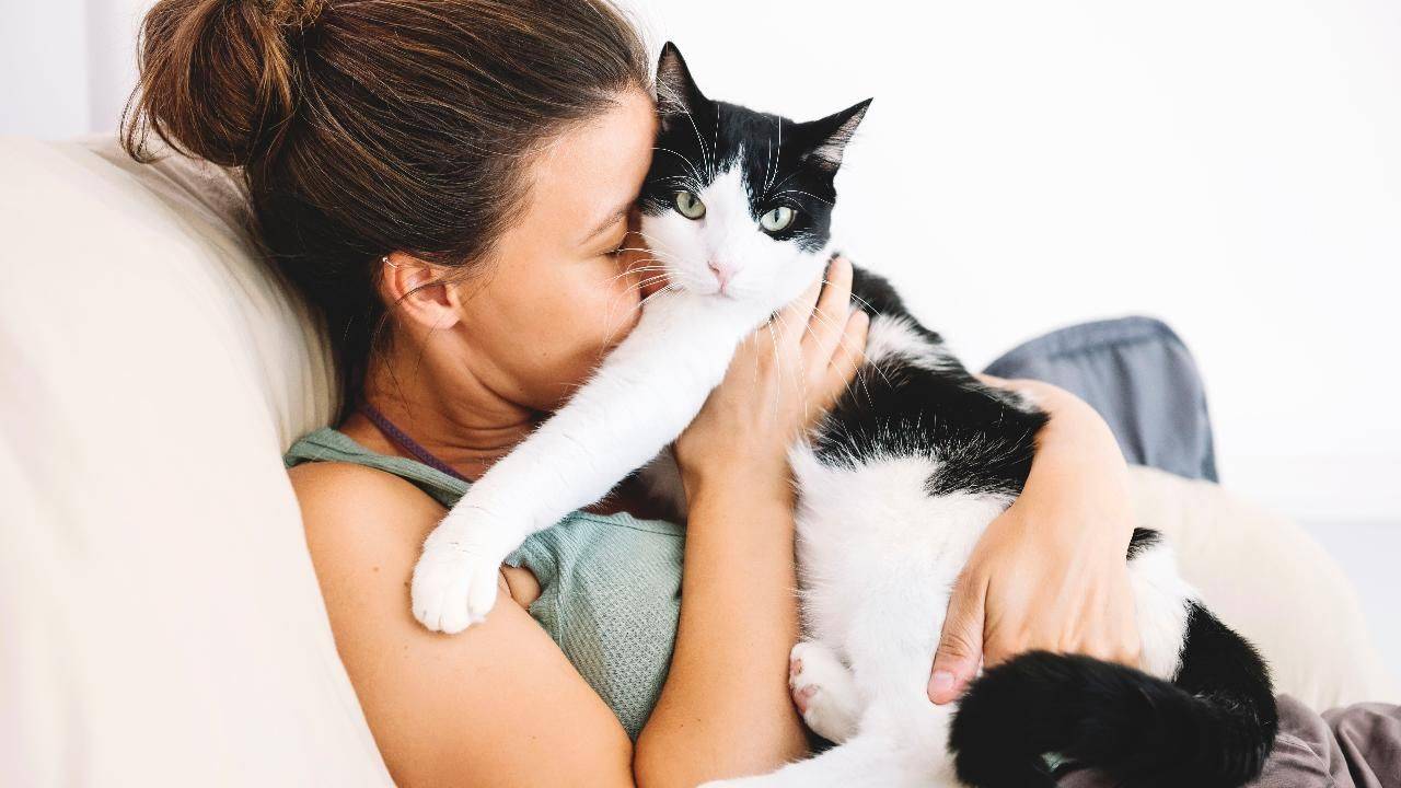 Любят ли кошки своих хозяев? как узнать, любит ли кошка хозяина и умеет ли она это делать. - petstime.ru