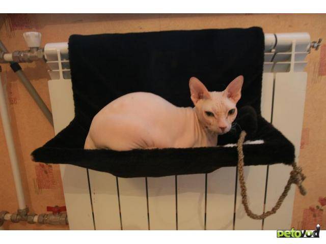 Лежанка для кошки своими руками: выкройка, как сшить лежак с бортом