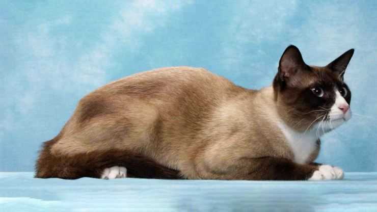 Порода кошек сноу-шу: внешний вид, темперамент, уход и лучшие питомники