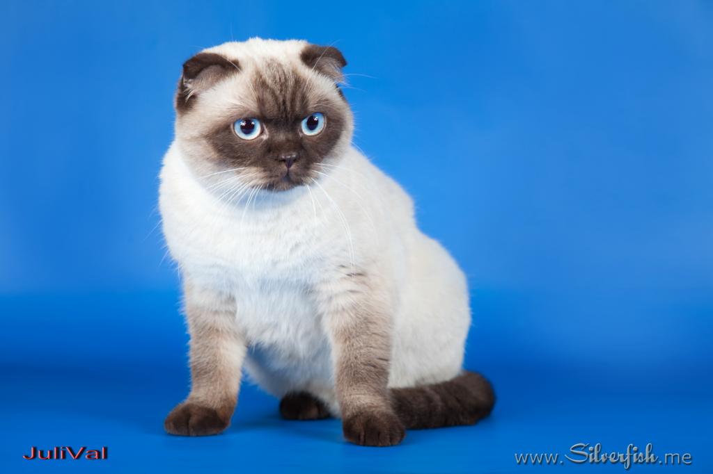 Сиамская и тайская кошка: основные отличия, характеристики внешности, правила ухода