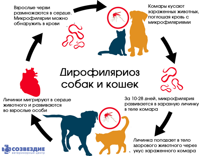 Дирофиляриоз у собак: пути заражения, лечение | блог ветклиники "беланта"